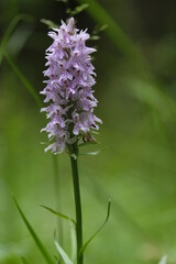 Fuch´s Knabenkraut, Fuch´s Fingerknabenkraut, Fuch´s Fingerwurz, Dactylorhiza fuchsii,