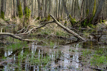 Mystischer Darßer Urwald im Frühling, Nationalpark Vorpommersche Boddenlandschaft, Mecklenburg Vorpommern, Deutschland