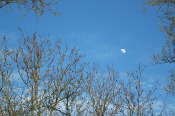 Jasny księżyc na tle błękitnego nieba
