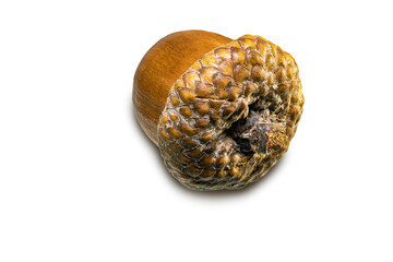 Acorns. Autumn mat life. Natural nature. Oak. Isolated white background. Concept for design.