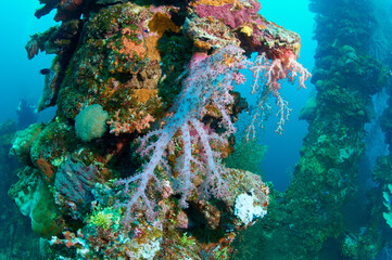 Fototapeta na wymiar Sunken ship and soft coral