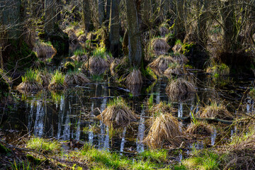 Mystischer Dar&szlig;er Urwald im Fr&uuml;hling, Nationalpark Vorpommersche Boddenlandschaft, Mecklenburg Vorpommern, Deutschland
