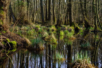 Fototapeta premium Mystischer Darßer Urwald im Frühling, Nationalpark Vorpommersche Boddenlandschaft, Mecklenburg Vorpommern, Deutschland