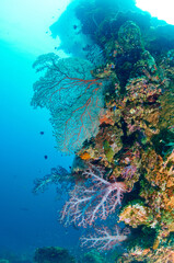 Naklejka na ściany i meble Sunken ship and soft coral