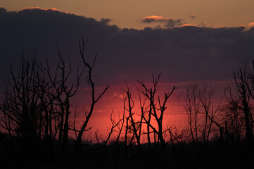Krajobraz widowiskowy zachód słońca nad wymarłym lasem