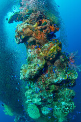 Wreck, coral and fish