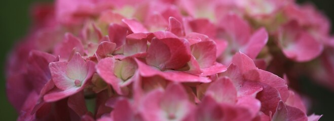 Hydrangea, pink Blüte der Hortensie