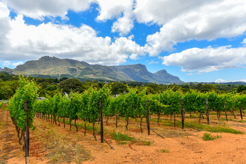 Fototapeta na wymiar Winelands & Grapes Farms in Western Cape, South Africa are among mostly visited sites in the region