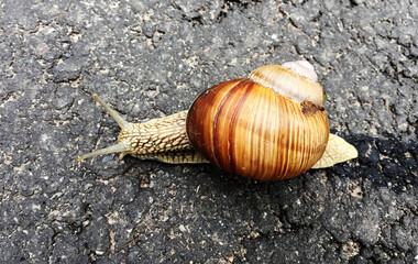 Small garden snail in shell crawling on wet road, slug hurry home