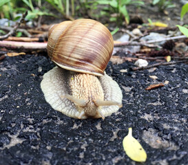 Small garden snail in shell crawling on wet road, slug hurry home