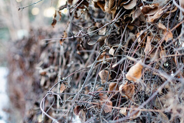 Small twigs and dry chips on a concrete background , lying in a pile under the open sky for a small fire