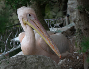 Pink Pelican in the trees.