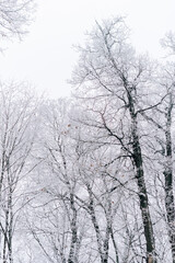 Winter landscape with beautiful trees covered with snow and frost in cloudy weather