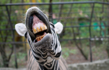 The Zebra face close-up.