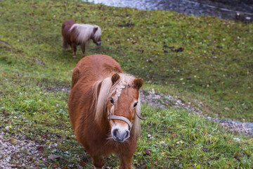 little horse with braided hair comes to the camera