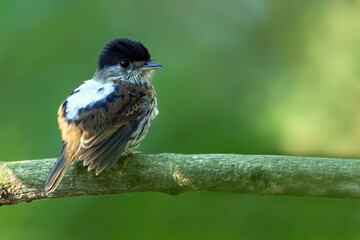 African Broadbill, Smithornis capensis