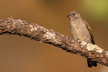 Lesser Honeyguide, Indicator minor