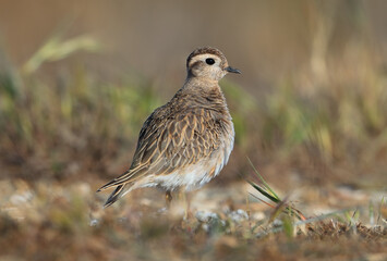 Eurasian Dotterel, Charadrius morinellus