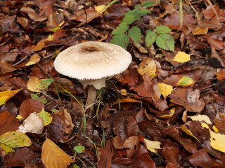 Pilz in der Nähe von Nonnweiler