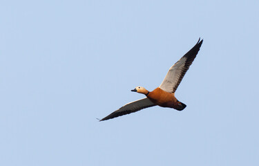 Ruddy Shelduck, Tadorna ferruginea