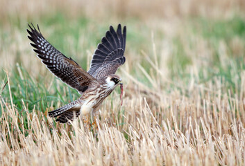 Red-footed Falcon, Falco vespertinus