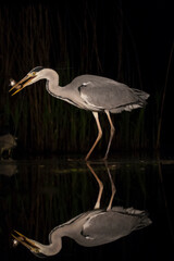 Grey Heron, Ardea cinerea