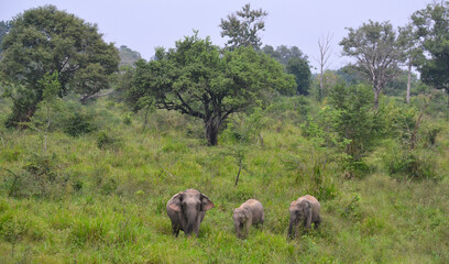 Naklejka premium Familia de elefantes en el parque nacional de Maduru Oya, Sri Lanka
