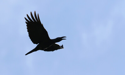 Long-billed Crow, Corvus validus