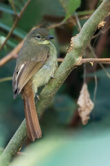 Cabanis's Greenbul, Phyllastrephus cabanisi
