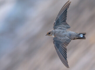 Eurasian Crag Martin, Ptyonoprogne rupestris