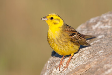 Yellowhammer, Emberiza citrinella