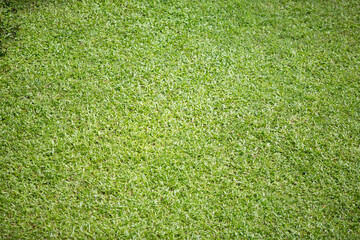 
Green lawn from a high angle