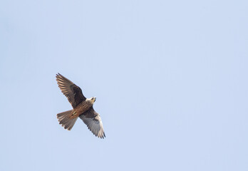 Eleonora's Falcon, Falco eleonorae