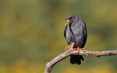 Red-footed Falcon, Falco vespertinus