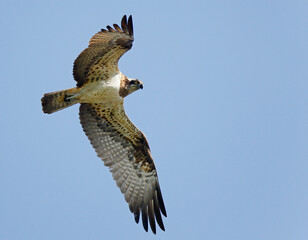 Osprey, Pandion haliaetus.