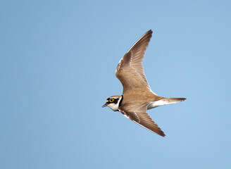 Little Ringed Plover, Charadrius dubius