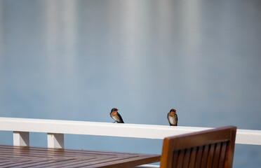 Swallows perched on a white log