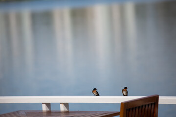 Swallows perched on a white log