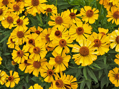 Bright Yellow Flowers Of Sneezeweed, Helenium, In A Garden Seen From Above