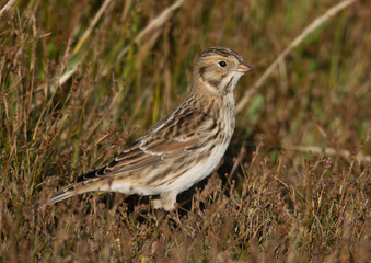 Lapland Bunting, Calcarius lapponicus