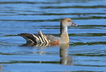 Plumed Whistling Duck, Dendrocygna eytoni
