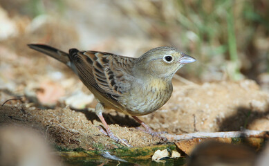 Cinereous Bunting, Emberiza cineracea