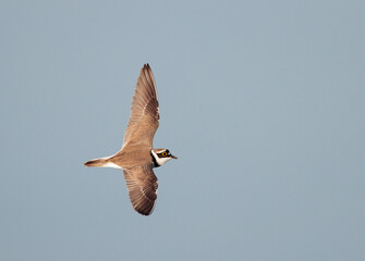 Little Ringed Plover, Charadrius dubius