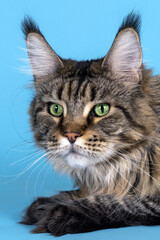 Portrait of Maine coon cat laying on blue background. Big and fluffy domestic pet with green eyes and expressive look attentively watches something. Tassels on the ears, tabby color. Copy space.