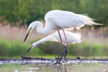Grote Zilverreiger, Western Great Egret, Ardea alba alba