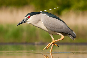 Black-crowned Night Heron, Nycticorax nycticorax
