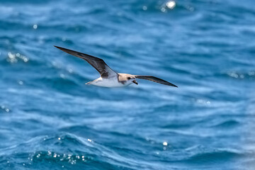 Cape Verde Petrel (Pterodroma feae) flying off Raso, Cape Verde.