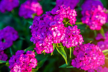 Phlox paniculata is growing in the country garden
