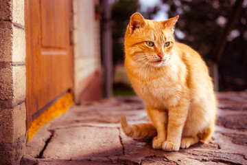 Portrait of a lovely ginger cat in sunny day sitting near the door of the house.