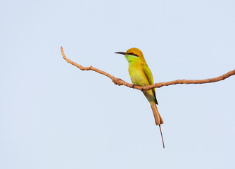 Little Green Bee-eater, Merops orientalis orientalis